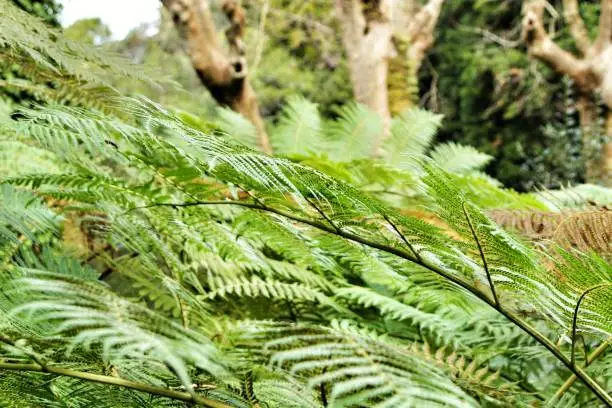 Photo of Leafy and green garden with big ferns in Sintra