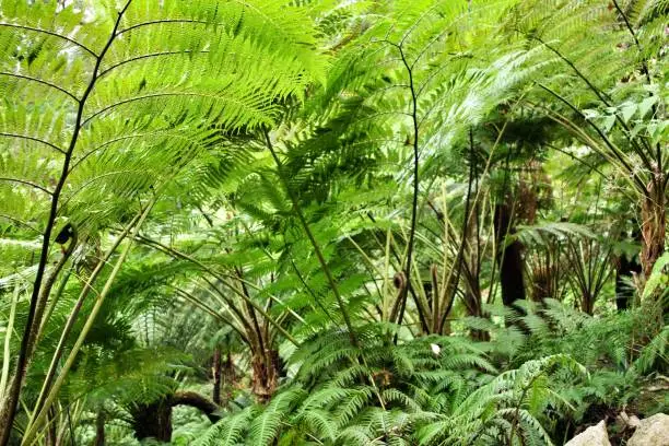 Photo of Leafy and green garden with big ferns in Sintra