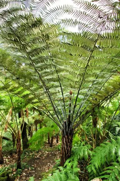 Photo of Leafy and green garden with big ferns in Sintra