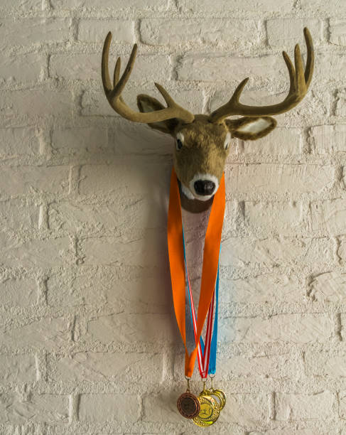testa di cervo con corna appese a un muro di mattoni bianchi, cervo con medaglie sportive intorno al collo - deer stag wall animal head foto e immagini stock