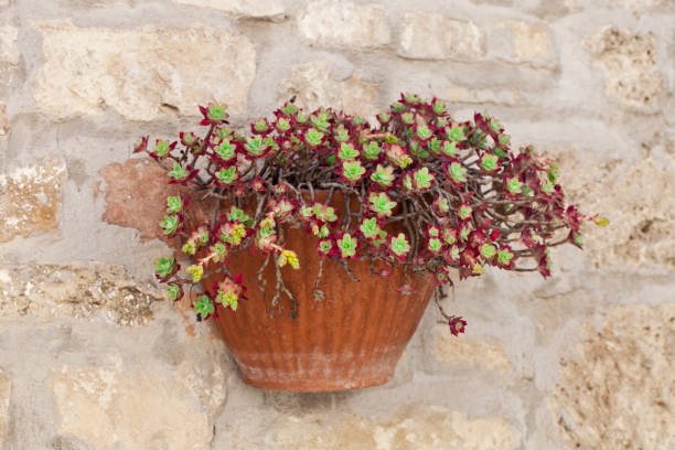 istock Flower pot with succulent plant on antique brick wall. 1143562923