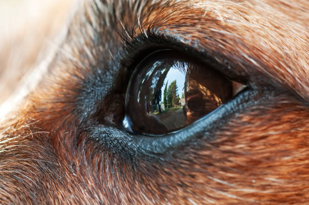 Extreme closeup of small dog's eye with visible reflections in it stock photo