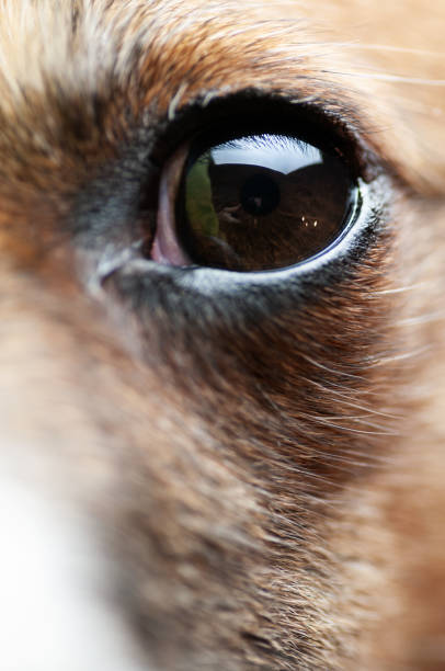 istock Closeup of small dog's eye with visible reflections in it 1143565294