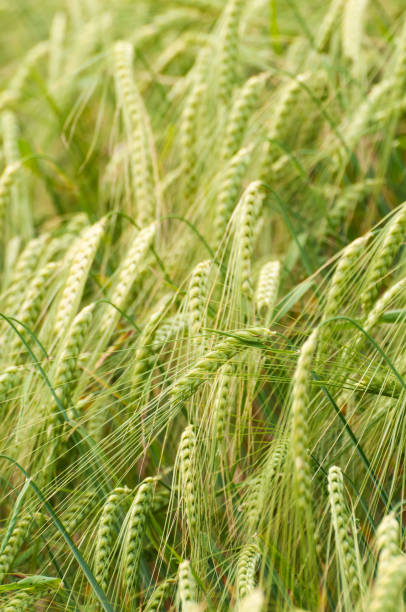Closeup of young green barley awns in the field stock photo