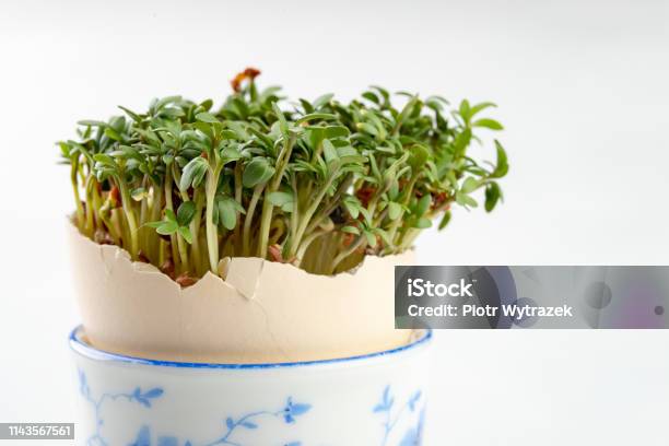 Foto de Cress Numa Concha De Um Ovo Brotos Frescos Para Uma Tabela Festiva De Easter Fundo Claro e mais fotos de stock de Agricultura