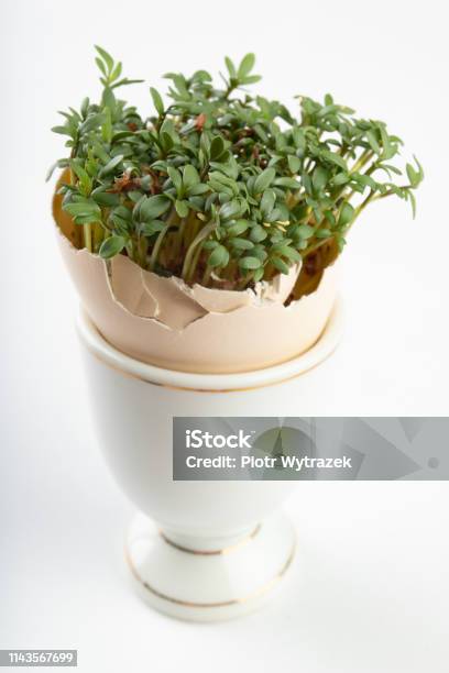 Foto de Cress Numa Concha De Um Ovo Brotos Frescos Para Uma Tabela Festiva De Easter Fundo Claro e mais fotos de stock de Agricultura