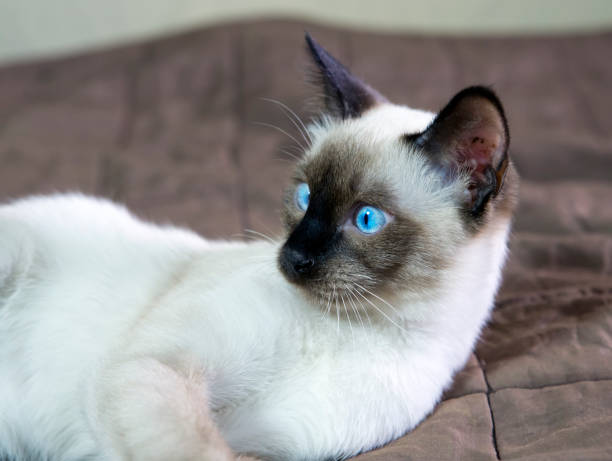 istock kitten short-haired color seal point looks surprised 1143569727