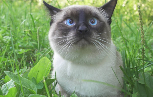 istock the young cat,(Siamese type ,Mekong bobtail walks in a grass 1143569772