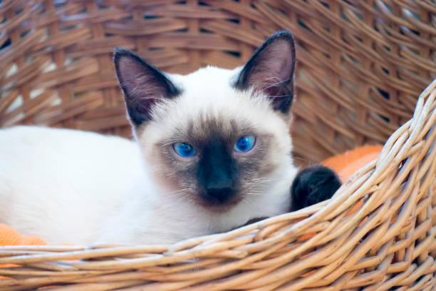 istock kitten short-haired color seal point 1143569774
