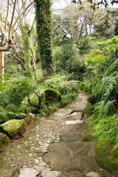 istock Path between green vegetation in a garden 1143571167