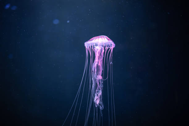 光るクラゲアカパシフィカ水中 - jellyfish underwater sea life ストックフォトと画像