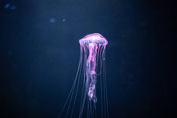 glowing jellyfish chrysaora pacifica underwater glowing jellyfish chrysaora pacifica underwater, close-up view jellyfish stock pictures, royalty-free photos & images