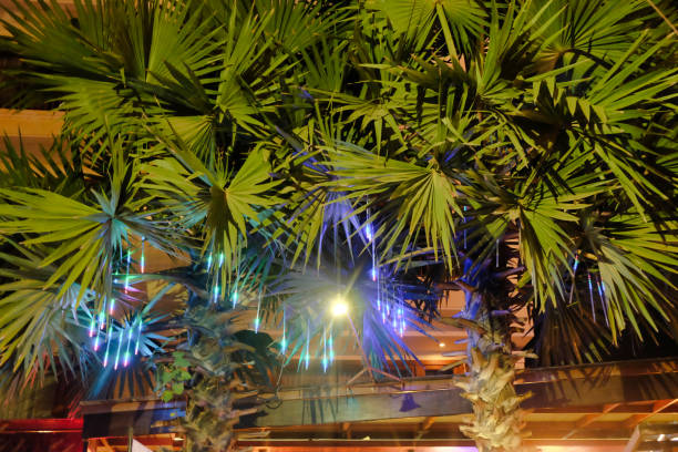 istock thick palm foliage, night time, vegetative background 1143571466