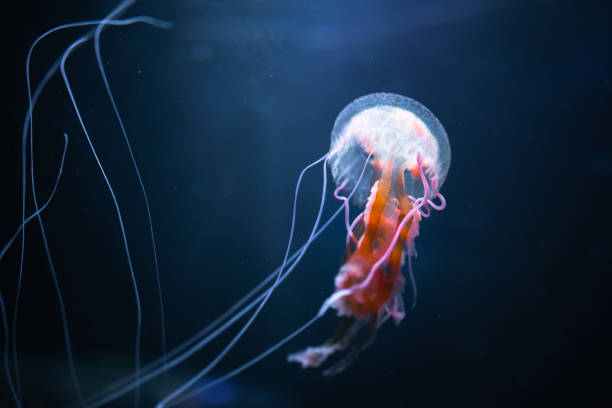 istock pelagia noctiluca jellyfish underwater 1143571489