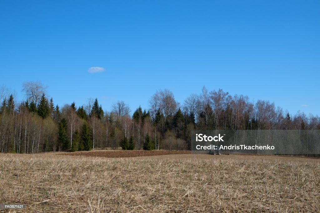 Tractor plows the earth near the forest. Arable spring land. Agricultural Field Stock Photo