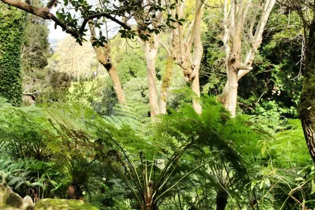 Photo of Leafy and green garden with big ferns in Sintra