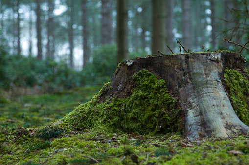A mossy forest floor in spring with a tree stump, broken twigs and pine trees in the background