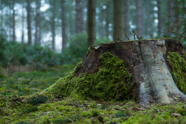 Tree stump on mossy forest floor A mossy forest floor in spring with a tree stump, broken twigs and pine trees in the background forest floor stock pictures, royalty-free photos & images