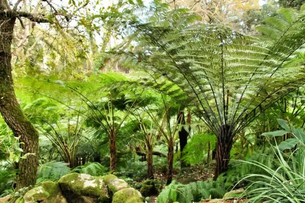 Photo of Leafy and green garden with big ferns in Sintra