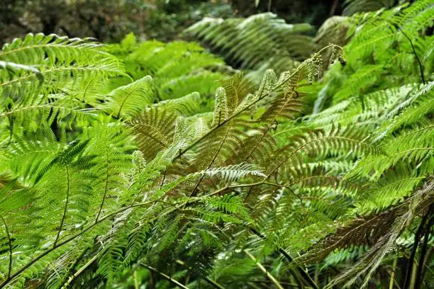Photo of Leafy and green garden with big ferns in Sintra