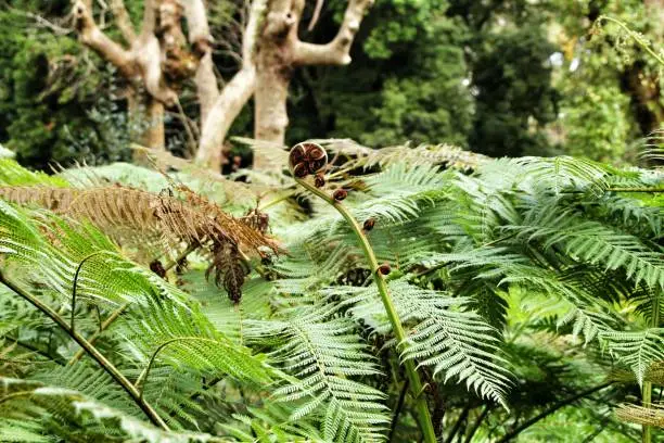 Photo of Leafy and green garden with big ferns in Sintra