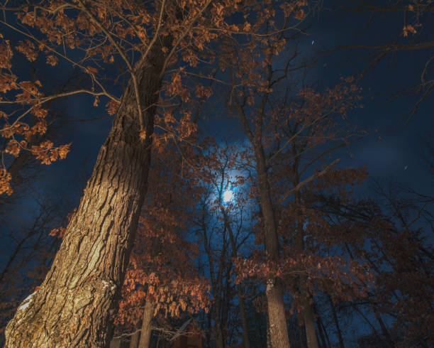 istock Moonlit trees in forest on a calm beautiful winter night - some fall leaves still on trees on this long exposure nighttime picture in Governor Knowles State Forest in Northern Wisconsin 1143575728