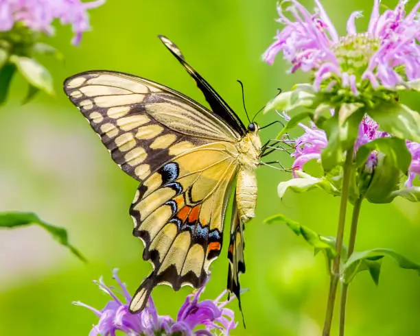 Photo of Colorful closeup portrait of a swallowtail butterfly feeding on a purple wildflower taken in the summer in Theodore Wirth Park in Minneapolis Minnesota