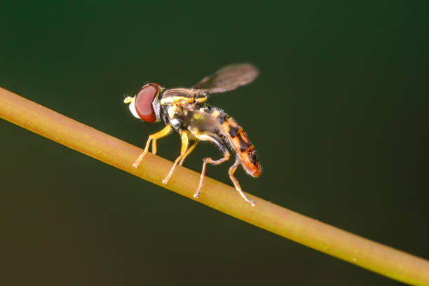 espécies da mosca de flor na haste da planta-imagem macro com grande detalhe de inseto - awe fly flower pollen - fotografias e filmes do acervo