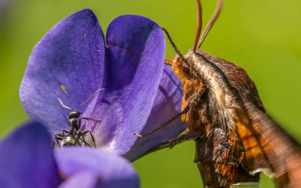 ミネアポリスのセオドア・ wirth 公園で紫色のワイルドフラワーに一緒にぶら下がって、nessus のスフィンクス蛾とアリの極端なクローズアップ - odd couple ストックフォトと画像