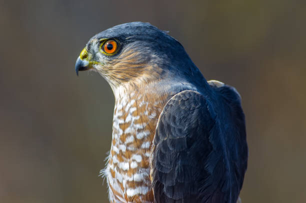Sharp-shinned hawk portrait taken during Fall bird migrations at Hawk Ridge Bird Observatory in Duluth, Minnesota Sharp-shinned hawk portrait taken during Fall bird migrations at Hawk Ridge Bird Observatory in Duluth, Minnesota accipiter striatus stock pictures, royalty-free photos & images