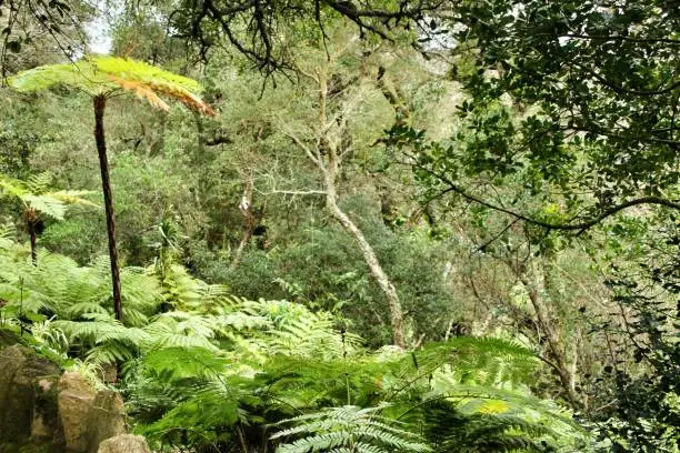 Photo of Leafy and green garden with big ferns in Sintra