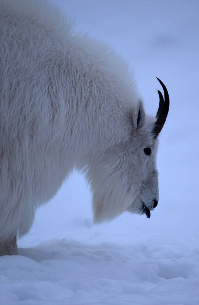 istock Mountain goat in Yukon 1143576279