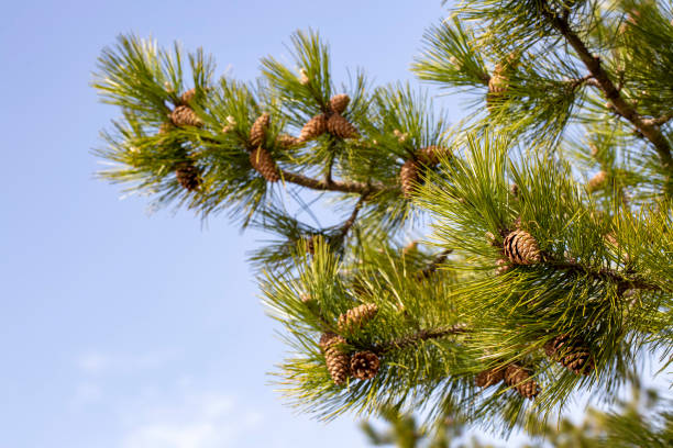 istock Close up of pine cone in nature 1143577219