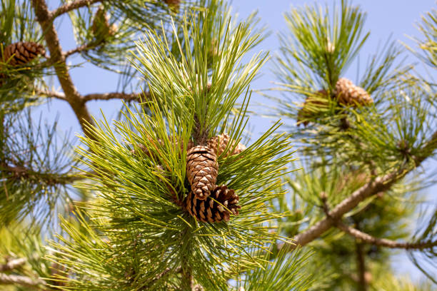 Close up of pine cone in nature
