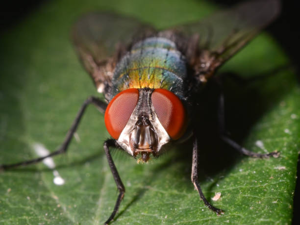 istock Fly on a leaf - great detail of face and compound eyes 1143577806
