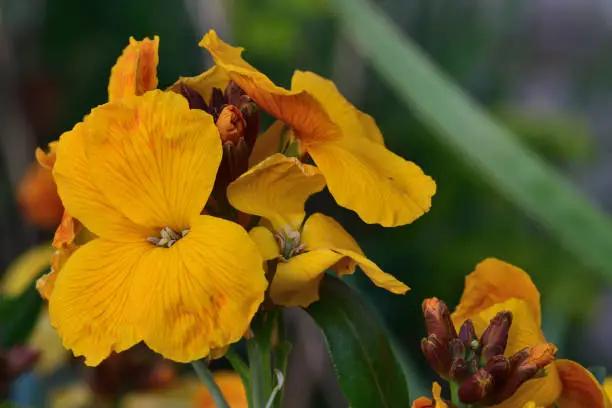 Close up of yellow erysimum (wallflower) flowers in bloom