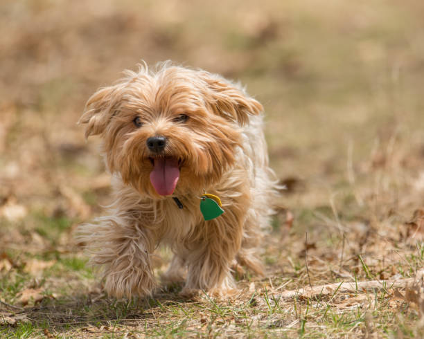 istock Cute large yorkshire terrier running / playing in a nature area in Autumn / Fall 1143578232