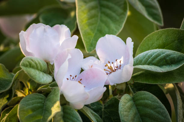 istock Blossom of quince 1143579913