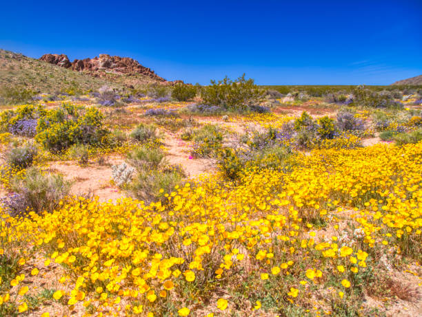 istock Spring Wildflower Superbloom in the desert 1143580033