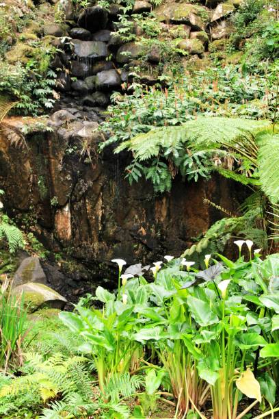 istock Leafy and green gardens in Sintra 1143580541
