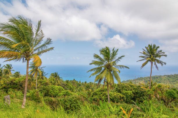 istock Dominica shoreline before hurricane maria 1143580760