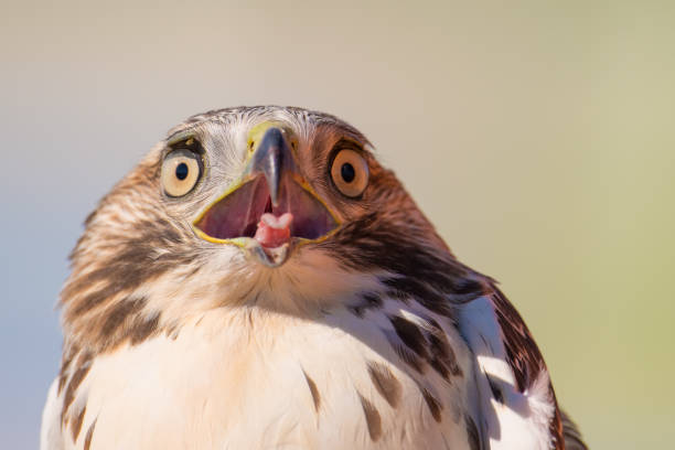 istock I believe a sharp-shinned juvenile hawk portrait - close up - at Hawk Ridge Bird Observatory in Duluth, Minnesota during Fall migrations 1143580841
