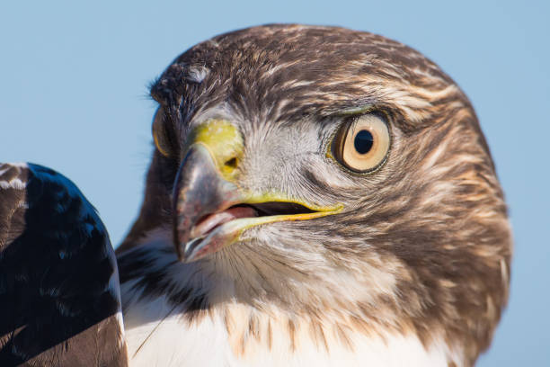 istock I believe a sharp-shinned juvenile hawk portrait - close up - at Hawk Ridge Bird Observatory in Duluth, Minnesota during Fall migrations 1143580950