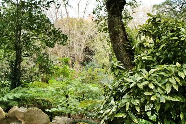 Photo of Leafy and green garden with big ferns in Sintra