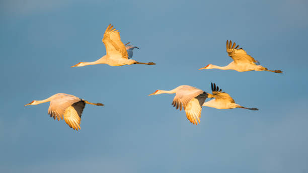 grupo de grúas de sandhill en vuelo en la "hora dorada" atardecer/atardecer antes de aterrizar para dormir durante la noche durante las migraciones de otoño en el área de vida silvestre de crex meadows en el norte de wisconsin - sunset to night fotografías e imágenes de stock