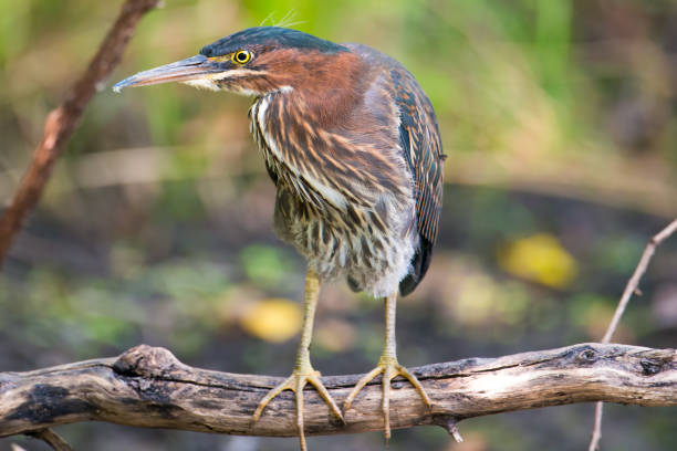 istock Green heron perched on a fallen tree branch on the lookout - in the Minnesota River floodplain in the Minnesota Valley National Wildlife Refuge 1143582906
