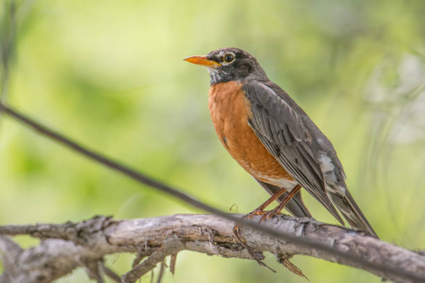 istock American robin portrait perched on a tree branch - beautiful sunlit blurry green bokeh background - Wood Lake Nature Center in Minnesota 1143583464