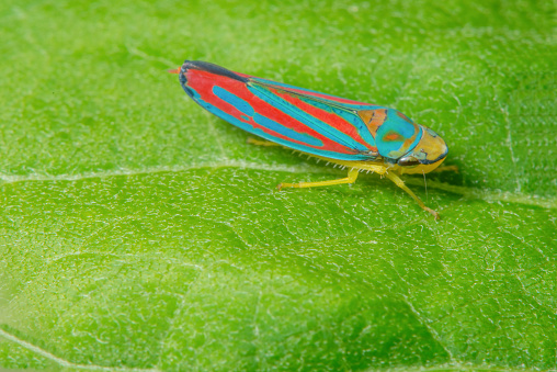 Detailed macro of candy-striped leafhopper on green leaf - vivid blue and red stripes on insect with an almost 3-d pattern look - taken in Minnesota