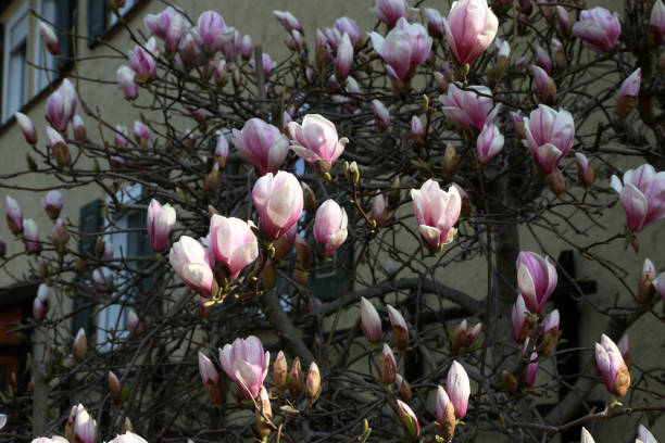 istock Blooming tree - beautiful blossomed magnolia branch in spring 1143585209