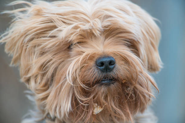 Cute yorkshire terrier portrait outside on a windy day